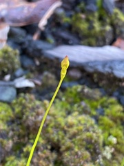 Drakaea