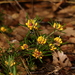 Pultenaea petiolaris - Photo (c) Greg Tasney,  זכויות יוצרים חלקיות (CC BY-SA), הועלה על ידי Greg Tasney