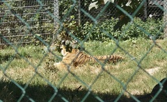Panthera tigris