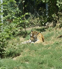 Panthera tigris