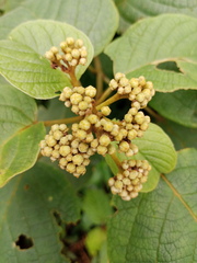Clerodendrum johnstonii