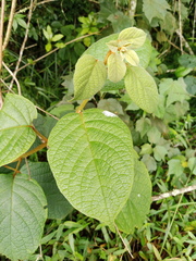 Clerodendrum johnstonii
