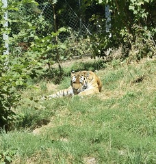 Panthera tigris