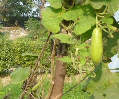 Image of Lagenaria siceraria by (c) Mitul and Vijul Singh, some rights reserved (CC BY)