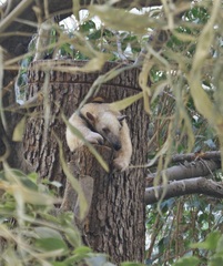 Tamandua