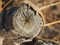 Urosaurus graciosus graciosus