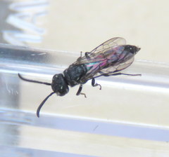 Krombeinopyga pumila