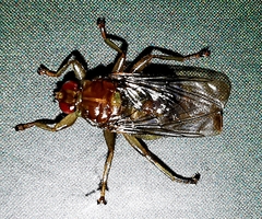 Ornithomya avicularia