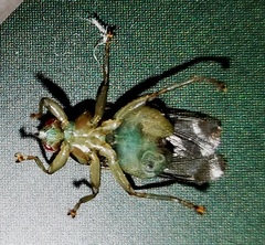 Ornithomya avicularia