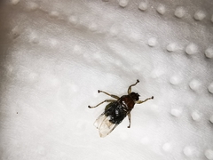 Ornithomya avicularia