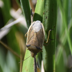 Chlorochroa senilis