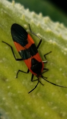 Oncopeltus fasciatus