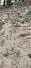 Allium strictum
