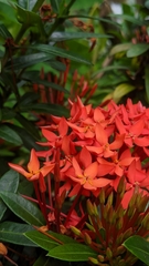 Ixora