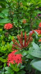 Ixora