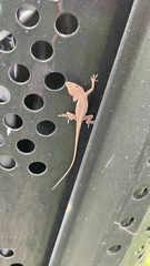 Anolis carolinensis
