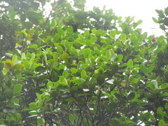 Ficus cestrifolia