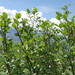 Alnus viridis - Photo (c) pe_ma,  זכויות יוצרים חלקיות (CC BY-NC-SA)