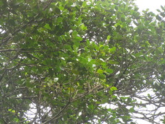 Ficus cestrifolia