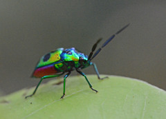 Heteroptera