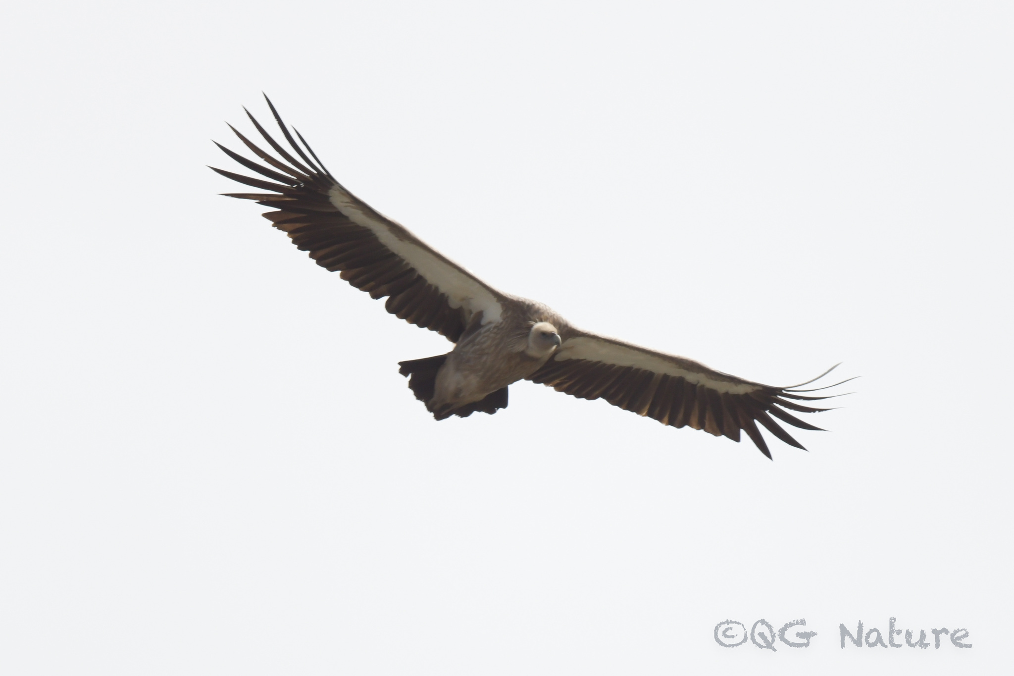 Himalayan Vulture