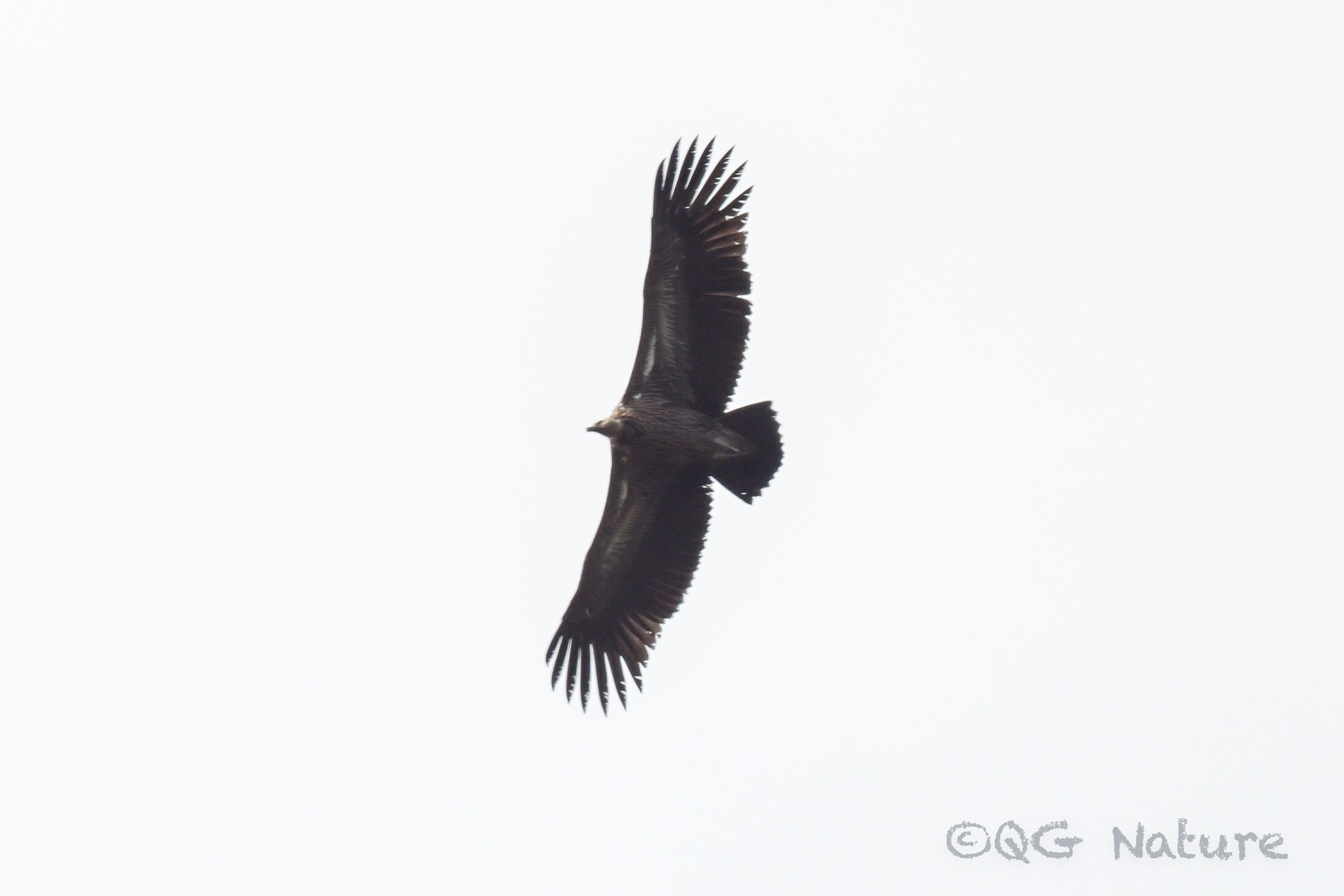 Himalayan Vulture