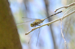 Orthetrum serapia