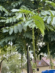 Pterocarya