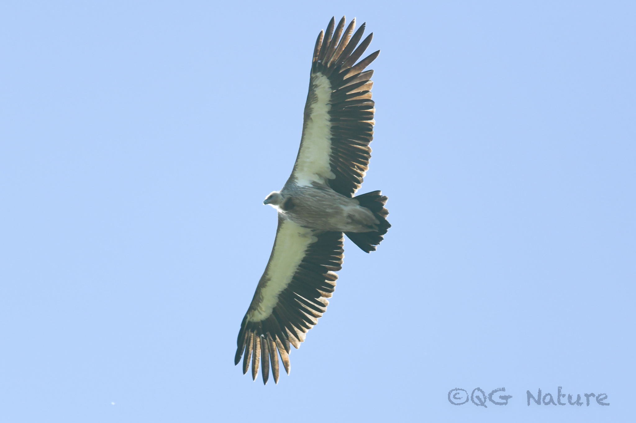 Himalayan Vulture