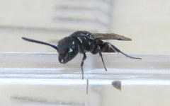 Krombeinopyga pumila