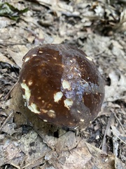 Boletus auripes