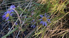 Symphyotrichum lentum