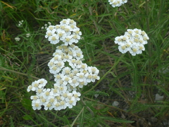 Achillea alpina