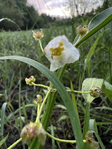 OregonFlora Sagittaria platyphylla