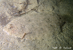 Arnoglossus