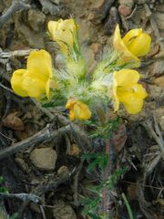 Lotononis involucrata