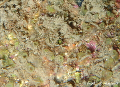 Ecteinascidia herdmani