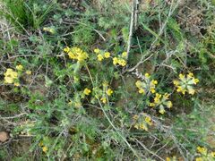 Lotononis involucrata
