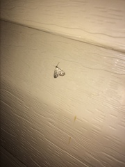 Dyspyralis puncticosta