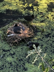 Fulica atra