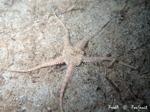 Serpent Star, photo 7 of 8
