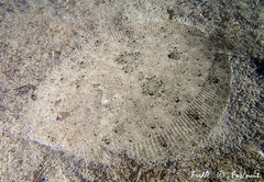 Scophthalmus rhombus