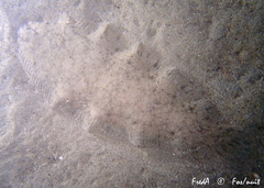 Solea senegalensis