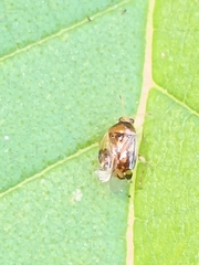 Deraeocoris lutescens