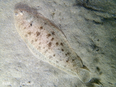 Solea senegalensis