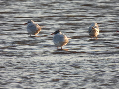 Ichthyaetus melanocephalus