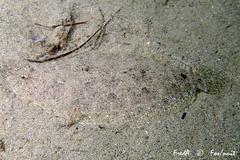 Arnoglossus