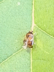 Deraeocoris lutescens
