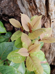 Ocotea usambarensis