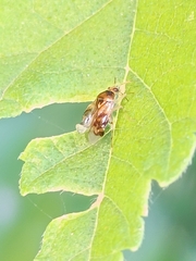 Deraeocoris lutescens